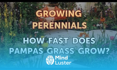 How Fast Does Pampas Grass Grow