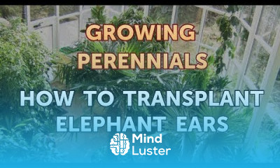 How to Transplant Elephant Ears