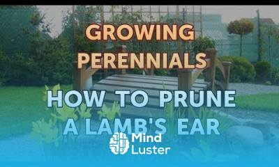 How to Prune a Lamb s Ear