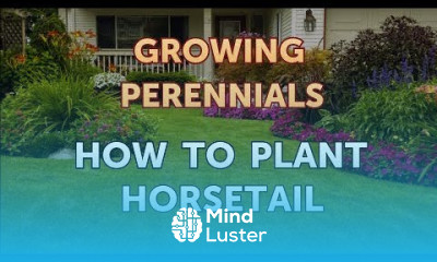 How to Plant Horsetail