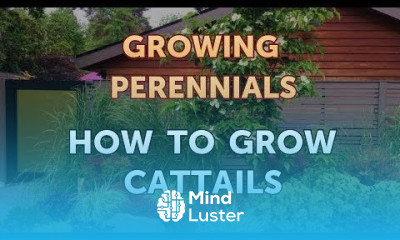 How to Grow Cattails