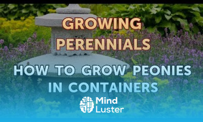 How to Grow Peonies in Containers