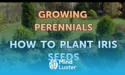 How to Plant Iris Seeds