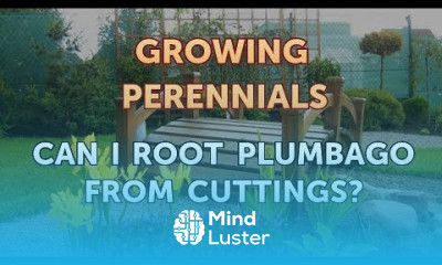 Can I Root Plumbago From Cuttings