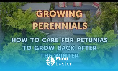 How to Care for Petunias to Grow Back After the Winter