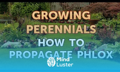 How to Propagate Phlox