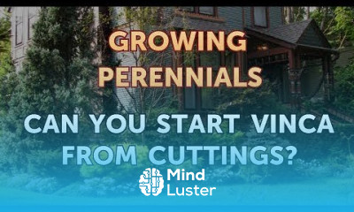 Can You Start Vinca From Cuttings