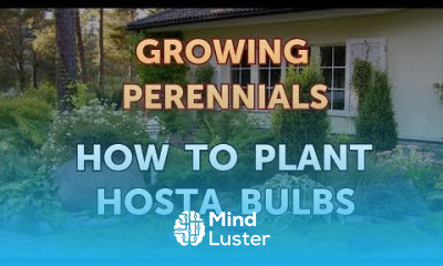 How to Plant Hosta Bulbs