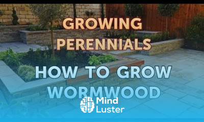 How to Grow Wormwood