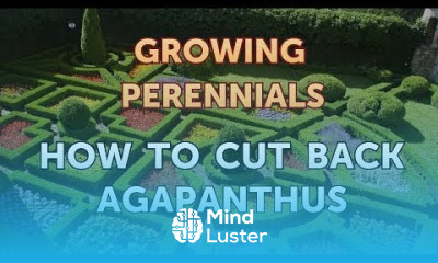 How to Cut Back Agapanthus