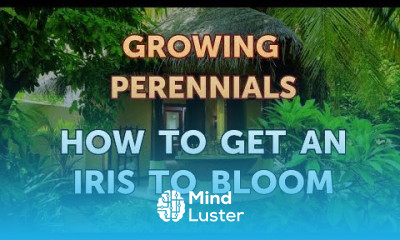 How to Get an Iris to Bloom