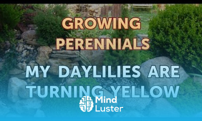 My Daylilies Are Turning Yellow