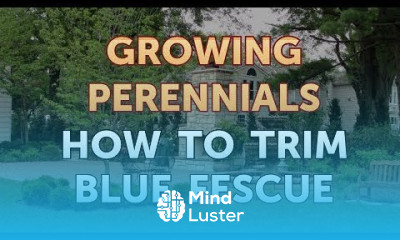 How to Trim Blue Fescue