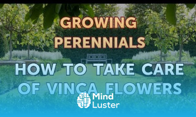 How to Take Care of Vinca Flowers