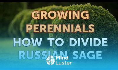 How to Divide Russian Sage