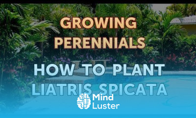 How to Plant Liatris Spicata