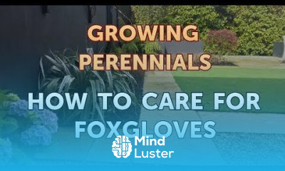 How to Care for Foxgloves