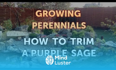How to Trim a Purple Sage
