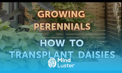 How to Transplant Daisies