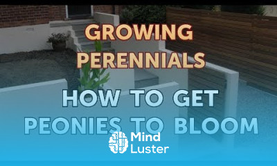 How to Get Peonies to Bloom