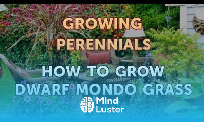 How to Grow Dwarf Mondo Grass