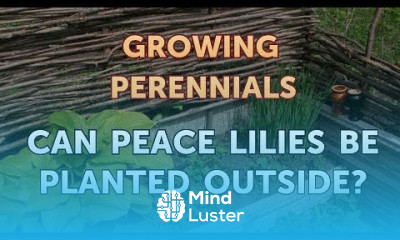 Can Peace Lilies Be Planted Outside