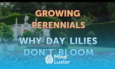 Why Day Lilies Don t Bloom