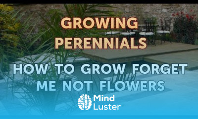 How to Grow Forget Me Not Flowers