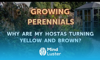 Why Are My Hostas Turning Yellow and Brown