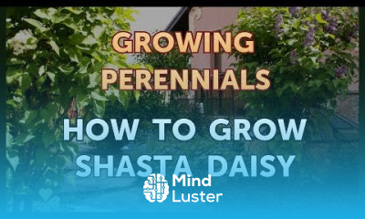How to Grow Shasta Daisy