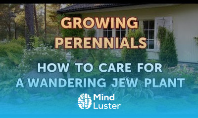 How to Care for a Wandering Jew Plant