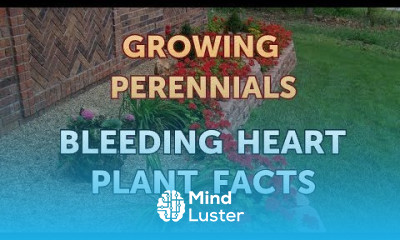 Bleeding Heart Plant Facts