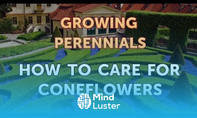 How to Care for Coneflowers