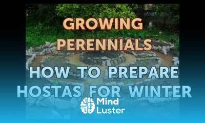 How to Prepare Hostas for Winter