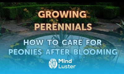 How to Care for Peonies After Blooming