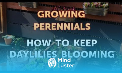 How to Keep Daylilies Blooming