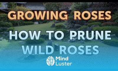 How to Prune Wild Roses