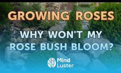 Why Won t My Rose Bush Bloom