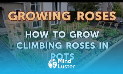 How to Grow Climbing Roses in Pots