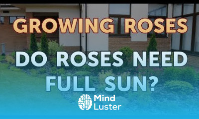 Do Roses Need Full Sun