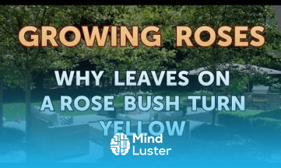 Why Leaves on a Rose Bush Turn Yellow