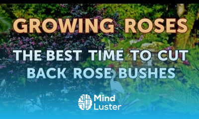 The Best Time to Cut Back Rose Bushes