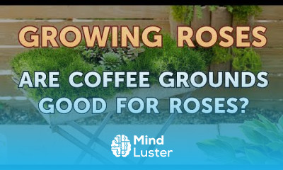 Are Coffee Grounds Good for Roses