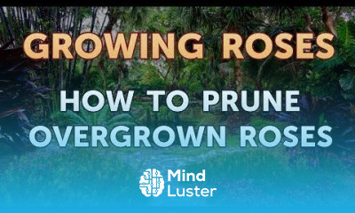How to Prune Overgrown Roses