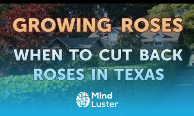 When to Cut Back Roses in Texas