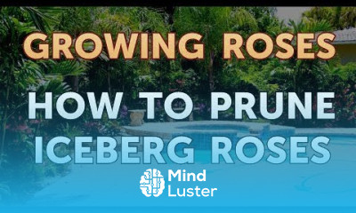 How to Prune Iceberg Roses