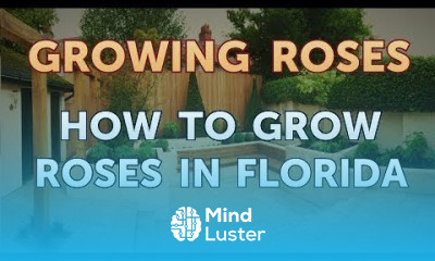 How to Grow Roses in Florida