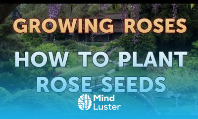 How to Plant Rose Seeds