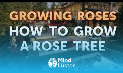How to Grow a Rose Tree