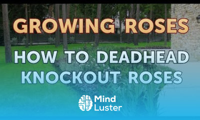 How to Deadhead Knockout Roses